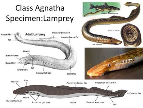 agnatha fishes|What are the characteristics that separate fish in Agnatha from .